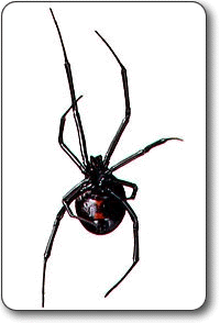 black widow